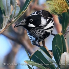 Phylidonyris novaehollandiae (New Holland Honeyeater) at Mollymook Beach, NSW - 20 Jun 2019 by CharlesDove