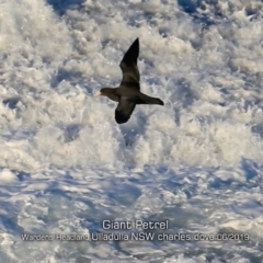 Macronectes giganteus (Southern Giant-Petrel) at Ulladulla, NSW - 20 Jun 2019 by Charles Dove