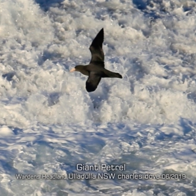 Macronectes giganteus (Southern Giant-Petrel) at Ulladulla, NSW - 21 Jun 2019 by CharlesDove