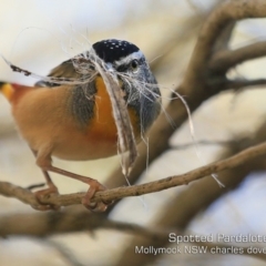 Pardalotus punctatus (Spotted Pardalote) at Mollymook Beach, NSW - 19 Jun 2019 by CharlesDove