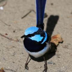 Malurus cyaneus (Superb Fairywren) at Ulladulla, NSW - 22 Jun 2019 by CharlesDove