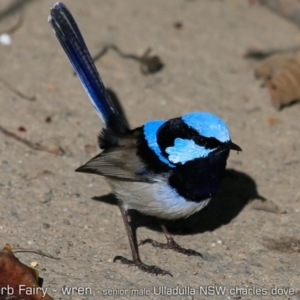 Malurus cyaneus at Ulladulla, NSW - 22 Jun 2019