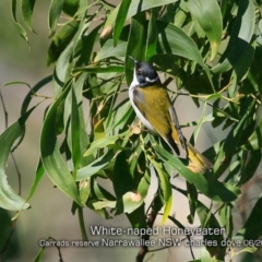 Melithreptus lunatus (White-naped Honeyeater) at Garrad Reserve Walking Track - 20 Jun 2019 by Charles Dove