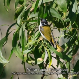 Melithreptus lunatus at Narrawallee, NSW - 21 Jun 2019 12:00 AM