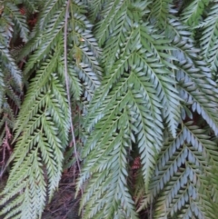 Todea barbara (King Fern) at Endrick, NSW - 21 May 2019 by RobParnell