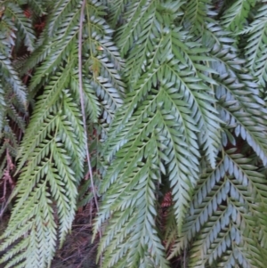 Todea barbara at Endrick, NSW - suppressed