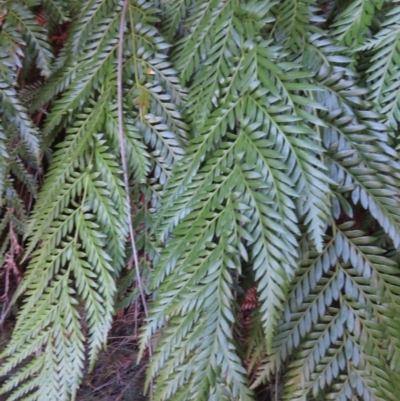 Todea barbara (King Fern) at Endrick, NSW - 21 May 2019 by RobParnell