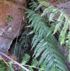 Todea barbara at Endrick, NSW - suppressed