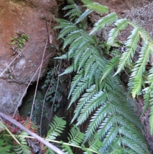 Todea barbara at Endrick, NSW - 21 May 2019