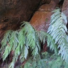 Todea barbara at Endrick, NSW - suppressed