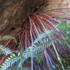 Todea barbara at Endrick, NSW - suppressed