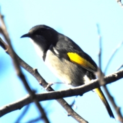 Phylidonyris pyrrhopterus (Crescent Honeyeater) at Acton, ACT - 25 Jun 2019 by HelenCross