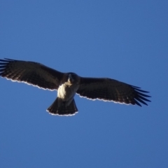 Hieraaetus morphnoides (Little Eagle) at Garran, ACT - 24 Jun 2019 by roymcd