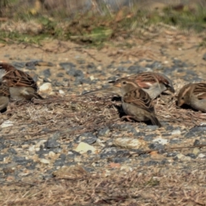 Passer domesticus at Tharwa, ACT - 25 Jun 2019 10:54 AM