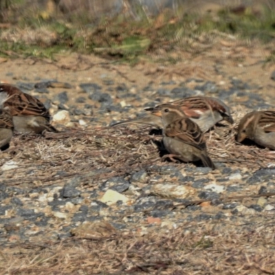 Passer domesticus (House Sparrow) at Tharwa, ACT - 25 Jun 2019 by JohnBundock