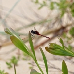 Diplacodes melanopsis (Black-faced Percher) at Akolele, NSW - 18 Apr 2019 by RossMannell