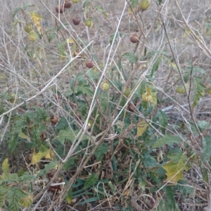 Solanum cinereum at Hackett, ACT - 17 Jun 2018