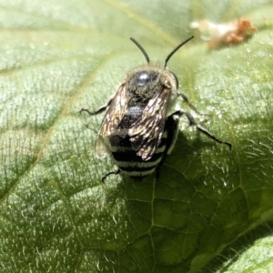 Amegilla sp. (genus) at Ainslie, ACT - 23 Feb 2019