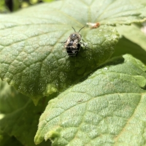 Amegilla sp. (genus) at Ainslie, ACT - 23 Feb 2019