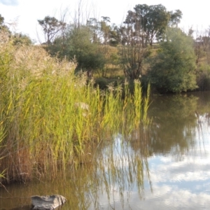 Phragmites australis at Tuggeranong DC, ACT - 3 Apr 2019