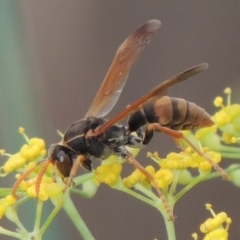 Polistes sp. (genus) (Unidentified paper wasp) at Point Hut to Tharwa - 3 Apr 2019 by michaelb