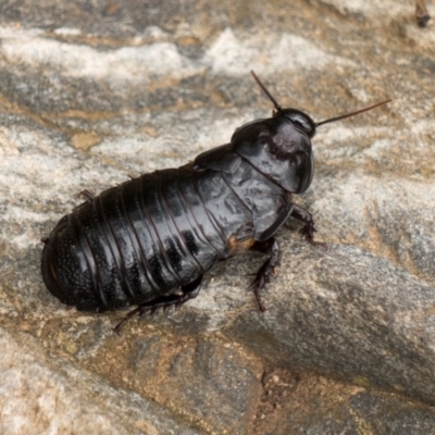 Panesthia australis (Common wood cockroach) at Namadgi National Park - 10 Mar 2019 by Jek