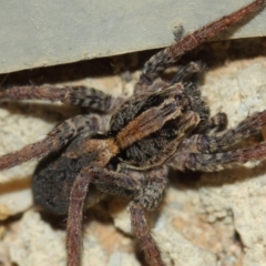 Venatrix pictiventris at Evatt, ACT - 25 Jun 2019 01:07 PM