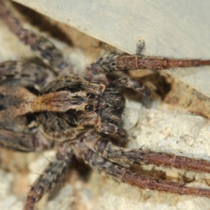 Venatrix pictiventris at Evatt, ACT - 25 Jun 2019 01:07 PM