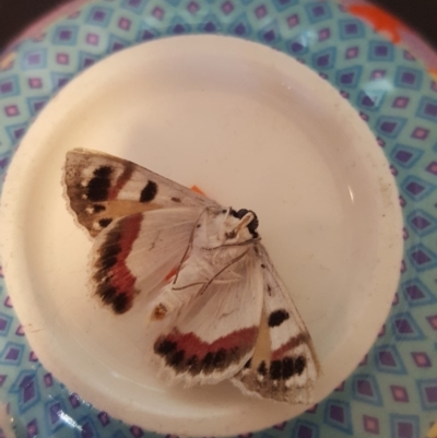 Crypsiphona ocultaria (Red-lined Looper Moth) at Florey, ACT - 26 Jun 2019 by Britta3