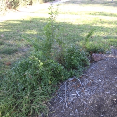 Asparagus asparagoides (Bridal Creeper, Florist's Smilax) at Reid, ACT - 26 Jun 2019 by SilkeSma