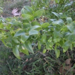 Asparagus asparagoides at Reid, ACT - 26 Jun 2019 10:44 AM