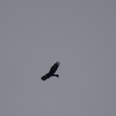 Aquila audax (Wedge-tailed Eagle) at Red Hill Nature Reserve - 13 Jun 2019 by roymcd