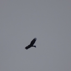 Aquila audax (Wedge-tailed Eagle) at Red Hill Nature Reserve - 13 Jun 2019 by roymcd