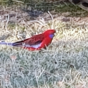 Platycercus elegans at Corrowong, NSW - 26 Jun 2019