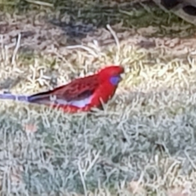 Platycercus elegans (Crimson Rosella) at Black Flat at Corrowong - 26 Jun 2019 by BlackFlat