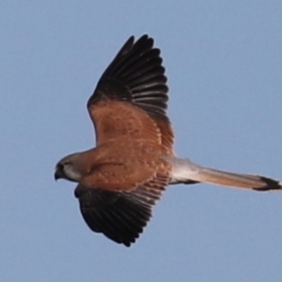 Falco cenchroides (Nankeen Kestrel) at Jerrabomberra Wetlands - 12 Jun 2019 by jbromilow50