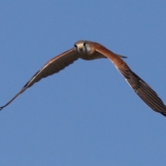 Falco cenchroides at Fyshwick, ACT - 12 Jun 2019 08:47 PM