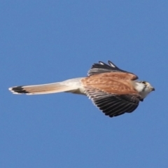 Falco cenchroides at Fyshwick, ACT - 12 Jun 2019 08:47 PM