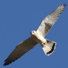 Falco cenchroides at Fyshwick, ACT - 12 Jun 2019 08:47 PM