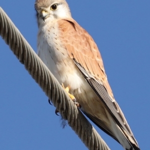 Falco cenchroides at Fyshwick, ACT - 12 Jun 2019 08:47 PM