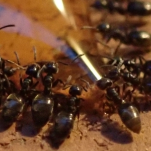 Anonychomyrma sp. (genus) at Spence, ACT - 4 Mar 2019 06:48 PM