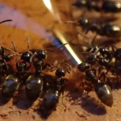 Anonychomyrma sp. (genus) (Black Cocktail Ant) at Spence, ACT - 4 Mar 2019 by Watermilli