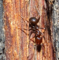 Papyrius nitidus (Shining Coconut Ant) at Hackett, ACT - 26 Jun 2019 by TimL