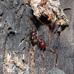 Papyrius nitidus at Hackett, ACT - 26 Jun 2019