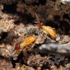 Nasutitermes sp. (genus) (Snouted termite, Gluegun termite) at Acton, ACT - 26 Jun 2019 by TimL
