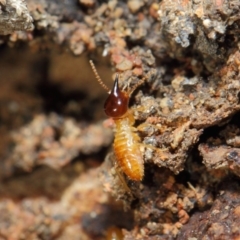 Nasutitermes sp. (genus) at Acton, ACT - suppressed