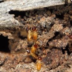 Nasutitermes (genus) at Acton, ACT - suppressed