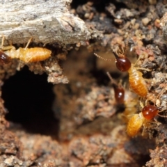 Nasutitermes sp. (genus) at Acton, ACT - suppressed