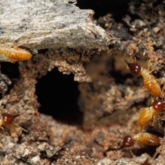 Nasutitermes (genus) at Acton, ACT - suppressed