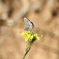 Theclinesthes serpentata (Saltbush Blue) at Red Hill Nature Reserve - 27 Jun 2019 by LisaH